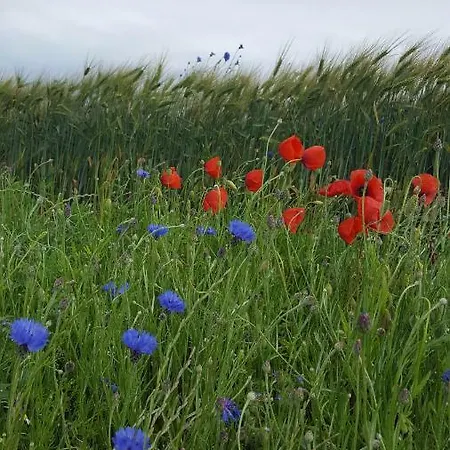 Lejlighed Ferienidyll Nordwind Dranske